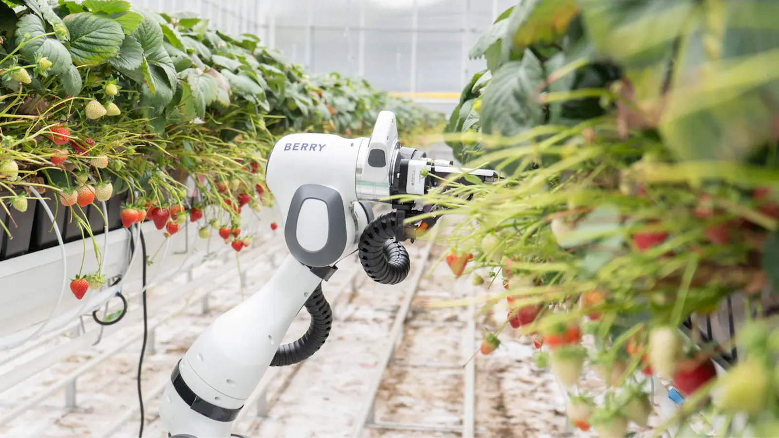 BERRY ist ein automatisierter Ernte-Roboter für Erdbeeren in Gewächshäusern.